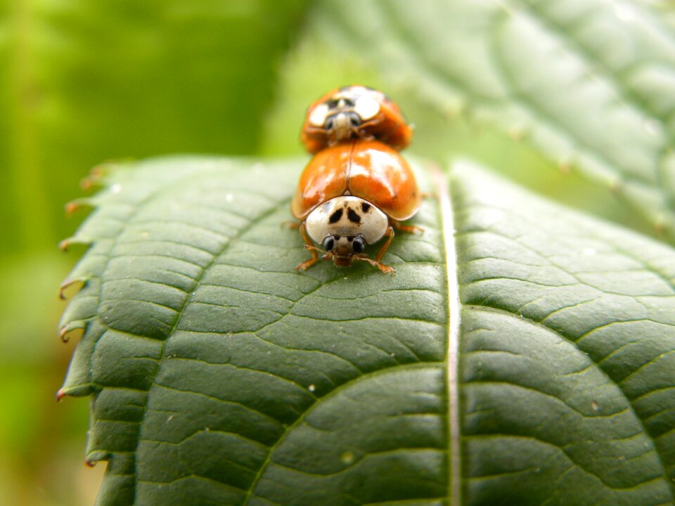 Ladybugs beetles reproduce