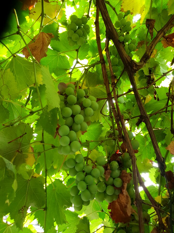 Grapes plants average