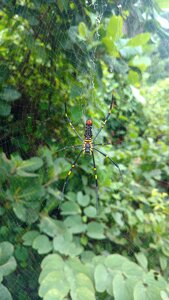 Rainy time green plants spider web photo