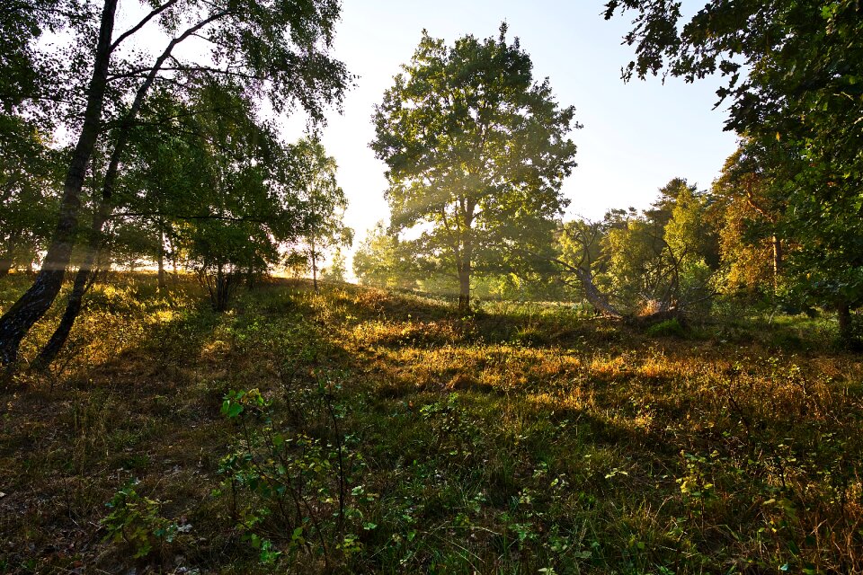 Nature heide heather