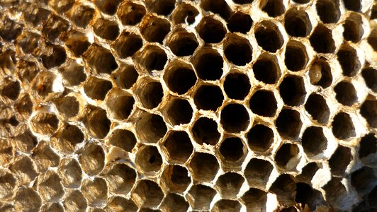 Dead beekeeper honeycomb