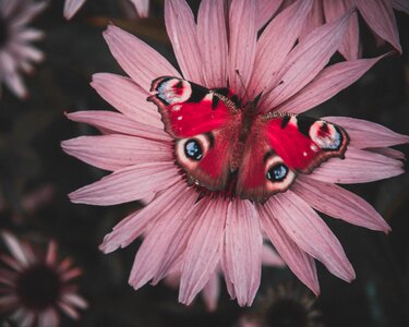 Animal wing close up photo