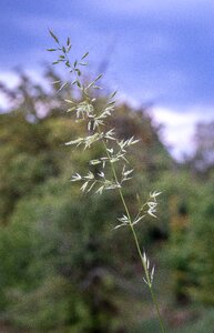 Meadow nature green photo