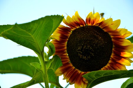 Bloom plant summer photo