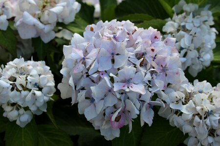 Garden flowers summer