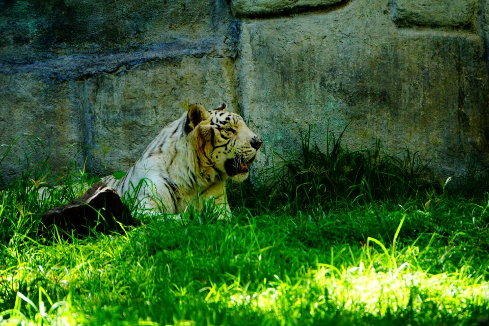 Carnivorous animals predator