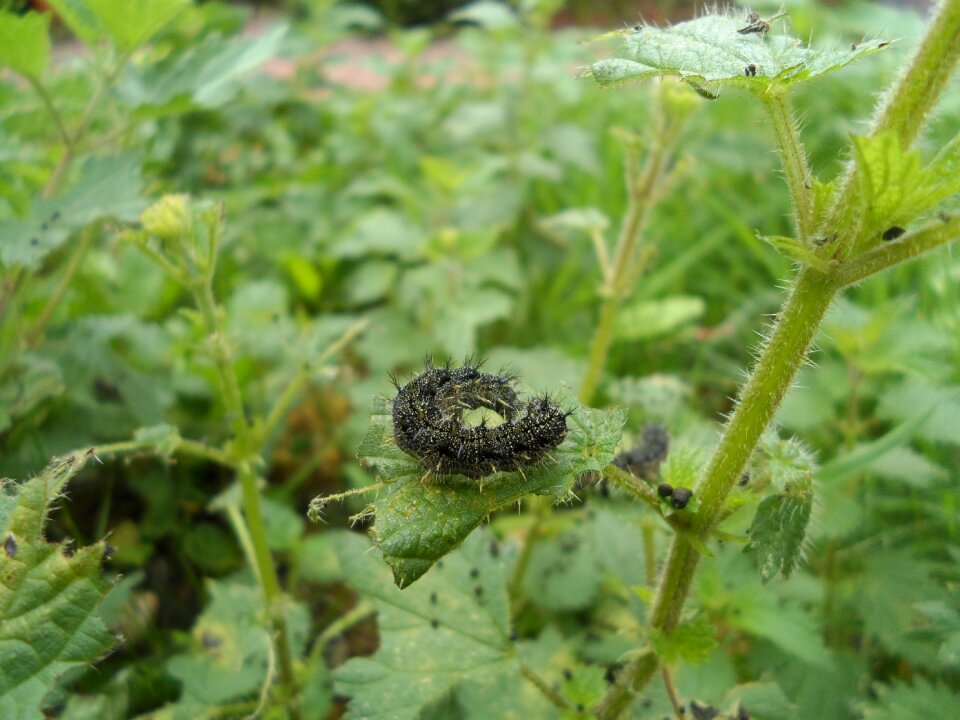 Bug plant