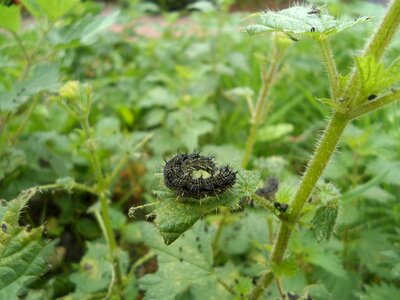 Bug plant