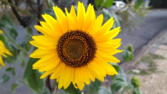 Nature yellow sunny
