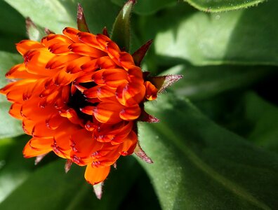 Plant spring garden