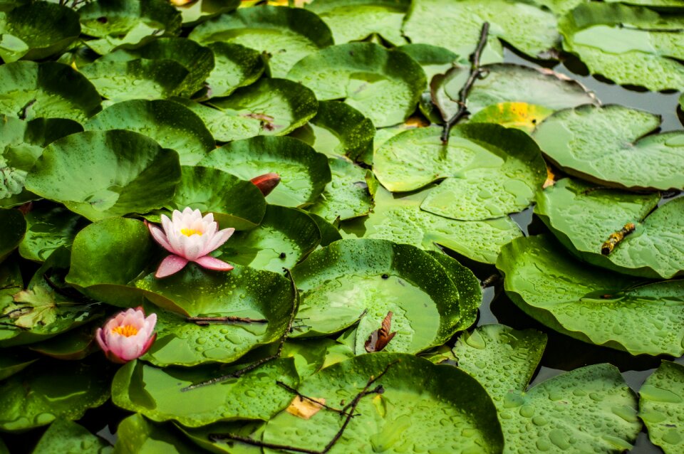 Nature flora flower