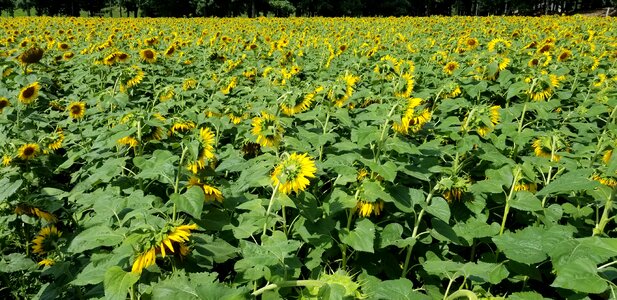 Yellow color flowers