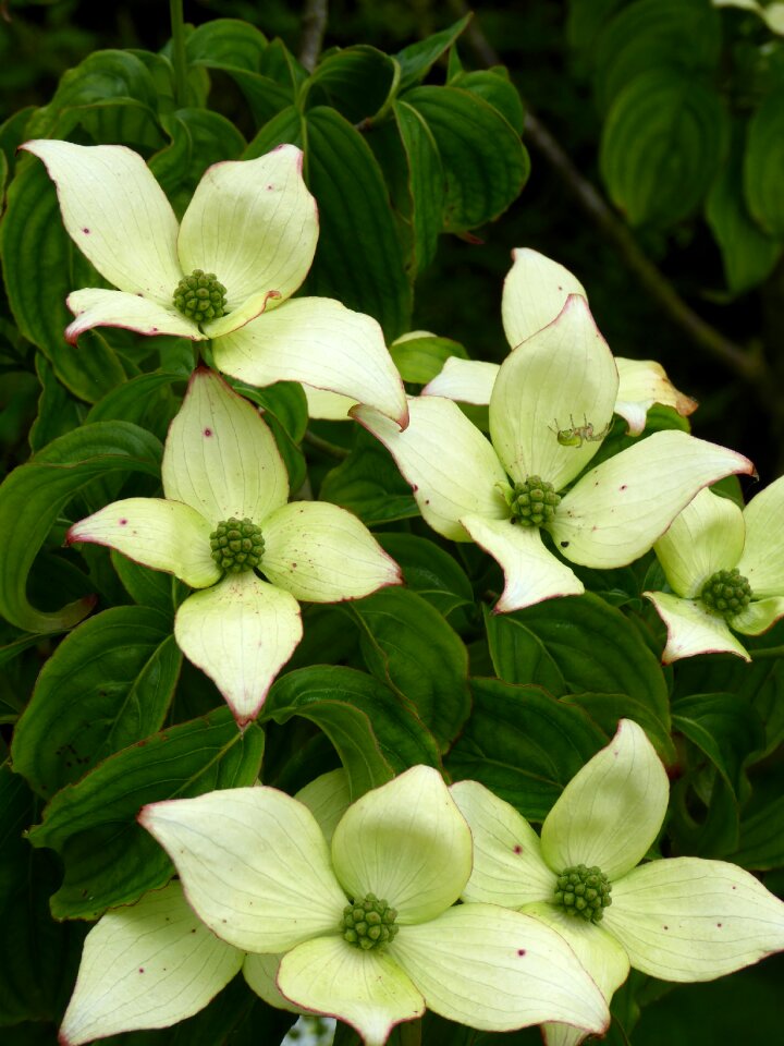 Plant kousa flowers