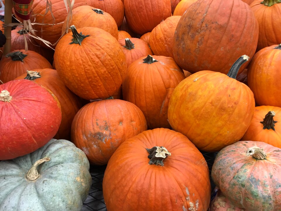 Autumn season fall