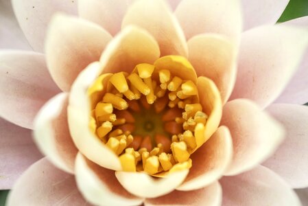 Nature blossom plant