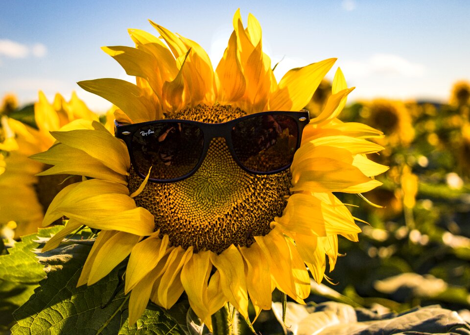 Sunflower specs facial