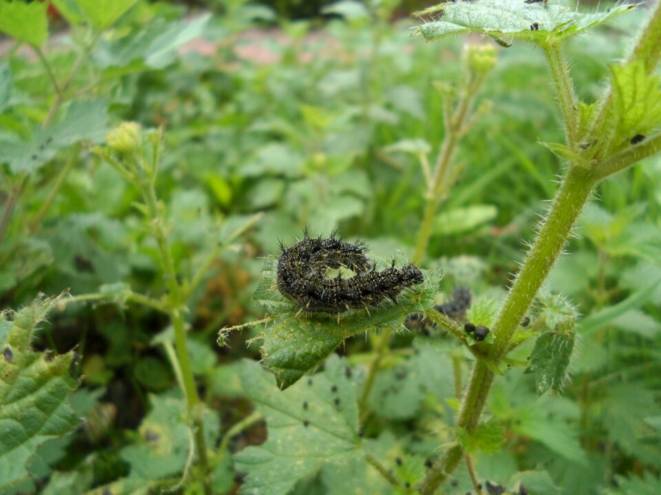 Bug plant