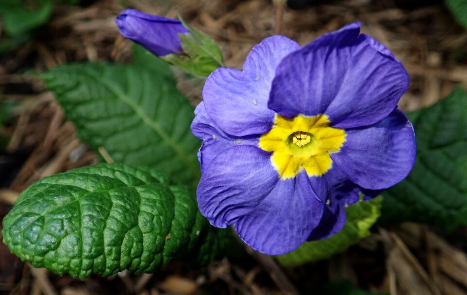 Plant garden nature