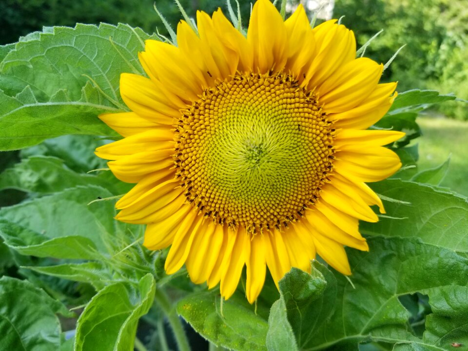 Nature bloom summer