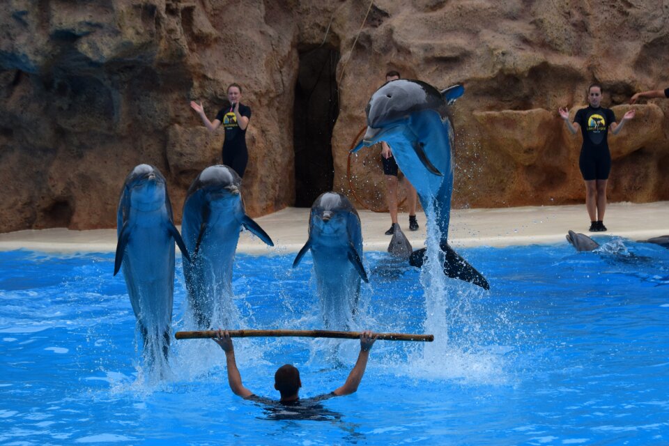 The loro-parque dolphins tenerife