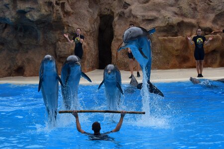 The loro-parque dolphins tenerife