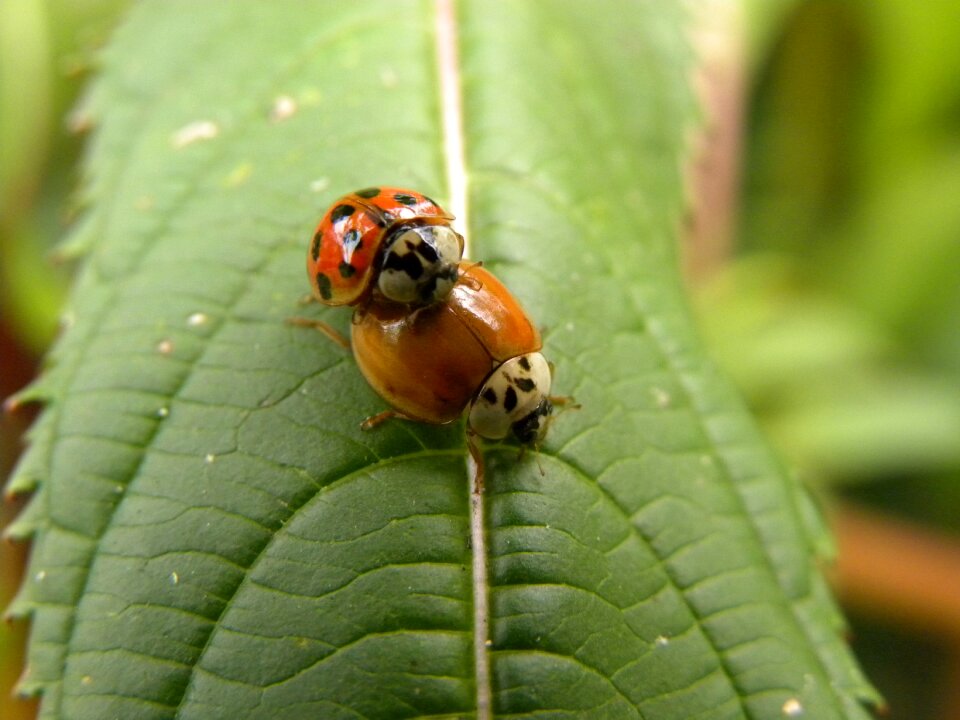 Ladybugs beetles reproduce