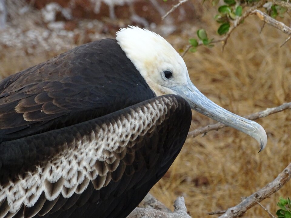 Galapagos island ecuador