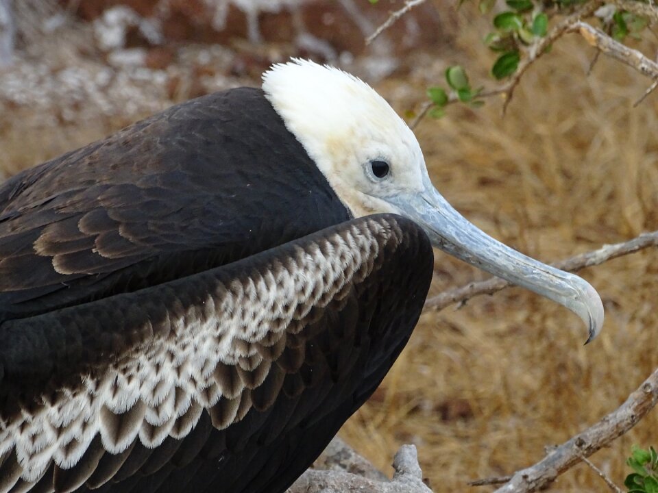 Galapagos island ecuador photo