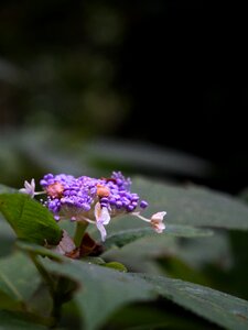 Plant natural purple flowers photo