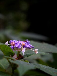 Plant natural purple flowers