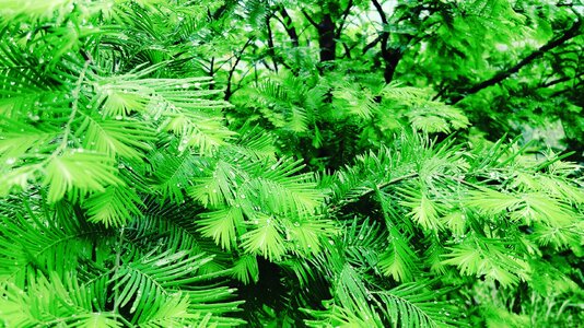 After the rain the bushes fresh green grove