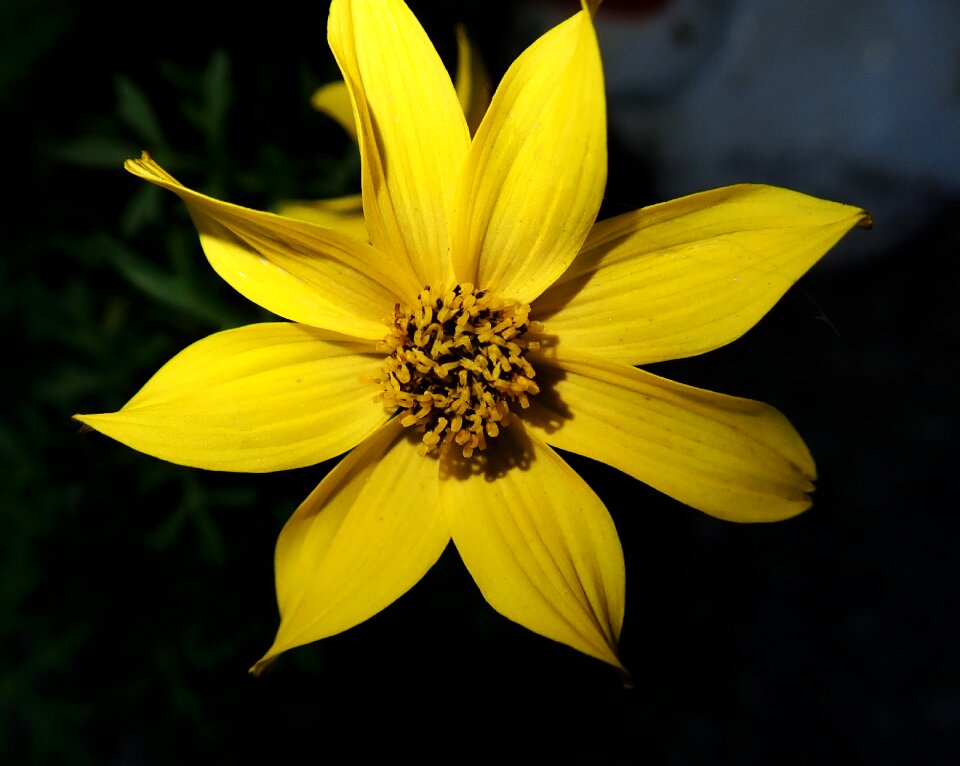 Spring nature garden