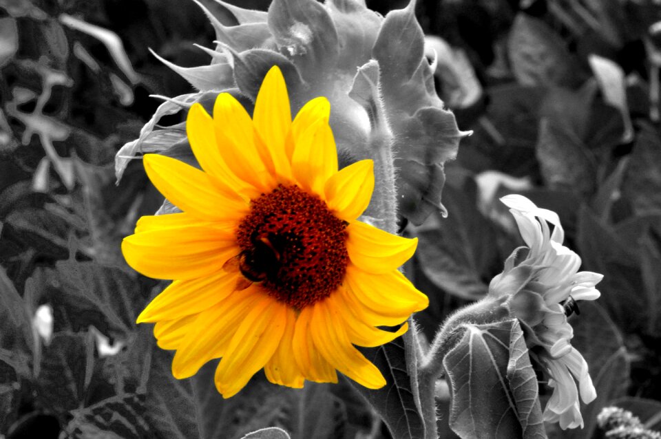 Sunflower nature summer