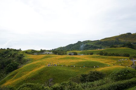 Sea of flowers landscape view hualien photo