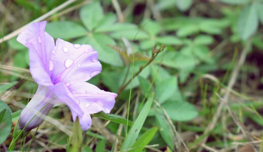 Flower in the grass flower with water purple flower