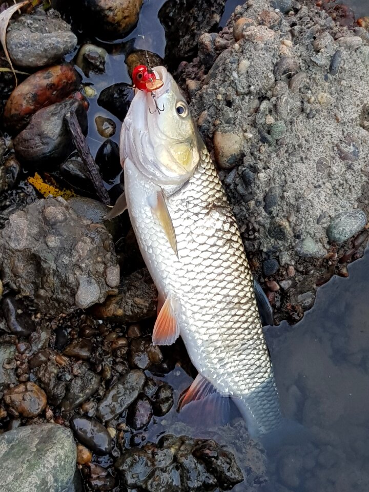 River scales cyprinidae
