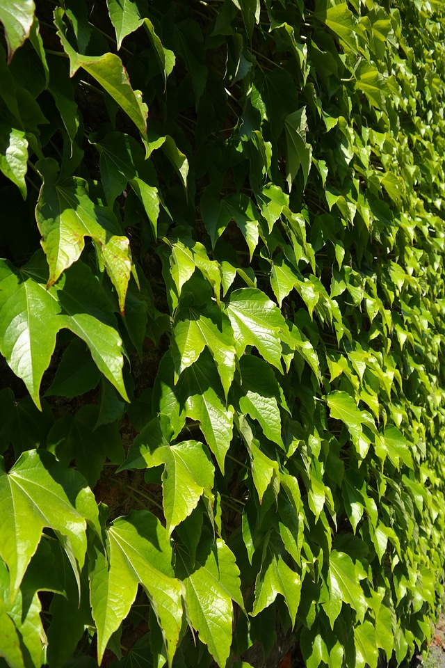 Fouling green dreispitz vine