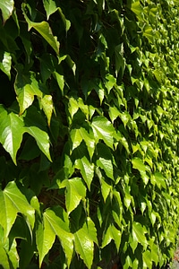Fouling green dreispitz vine