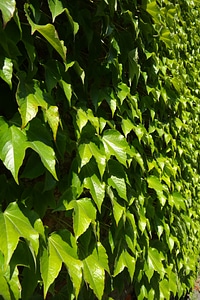 Fouling green dreispitz vine photo