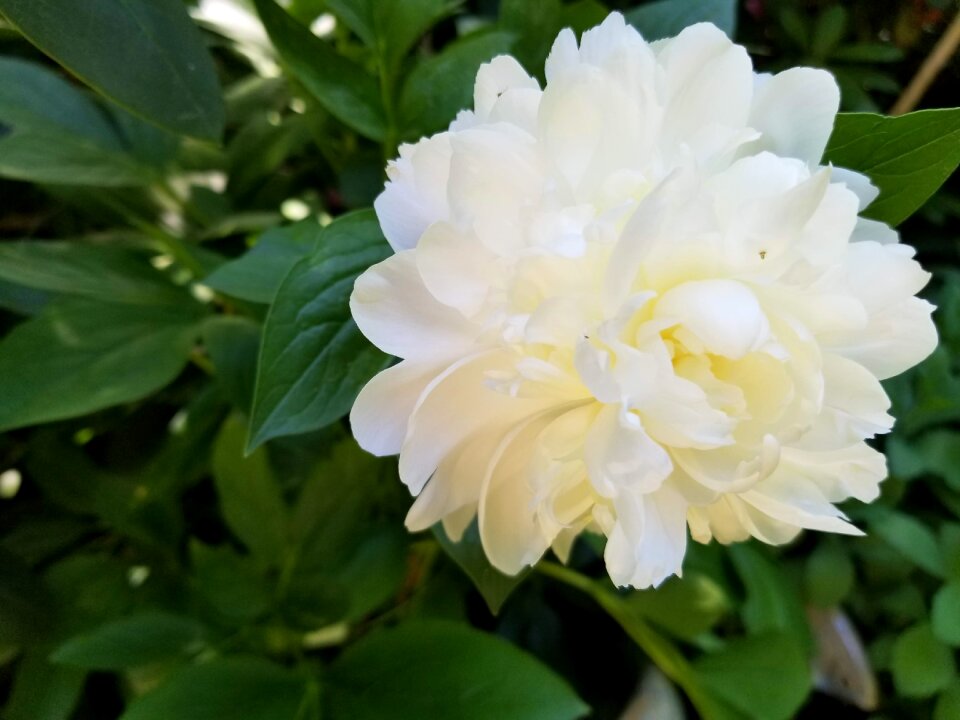 Bloom nature blossom