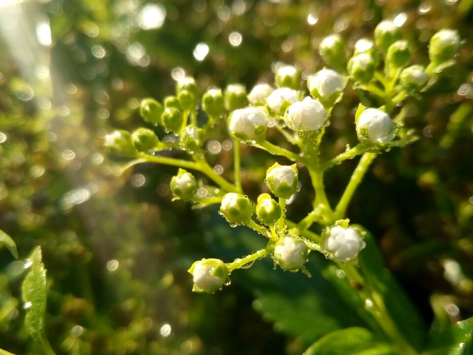 Morning macro beauty