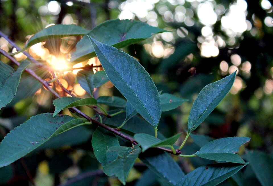 Branch garden forest