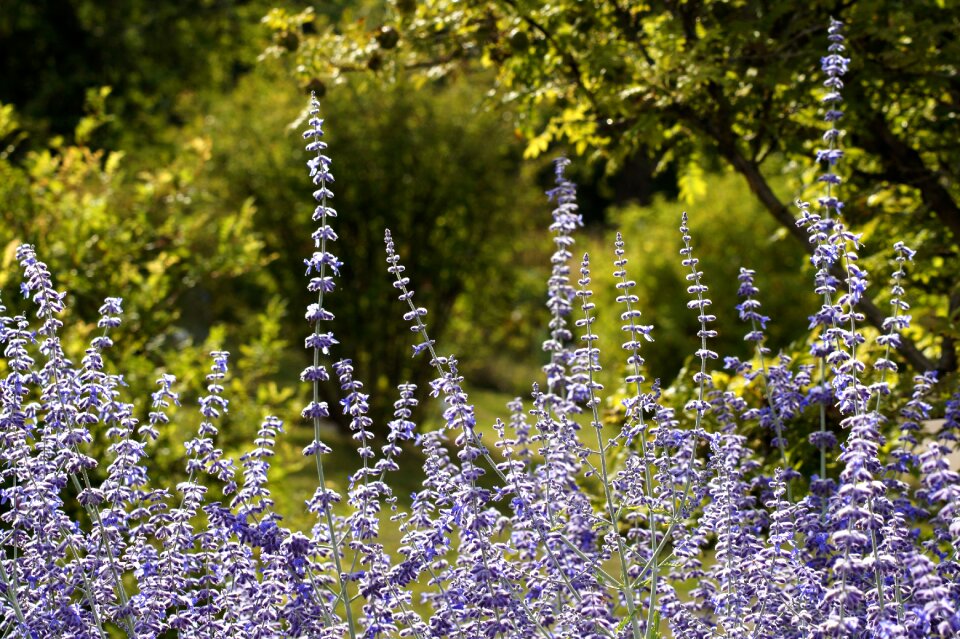 Violet garden scented plant