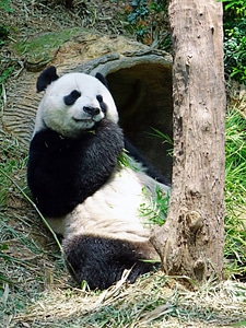 Protected bamboo national treasure