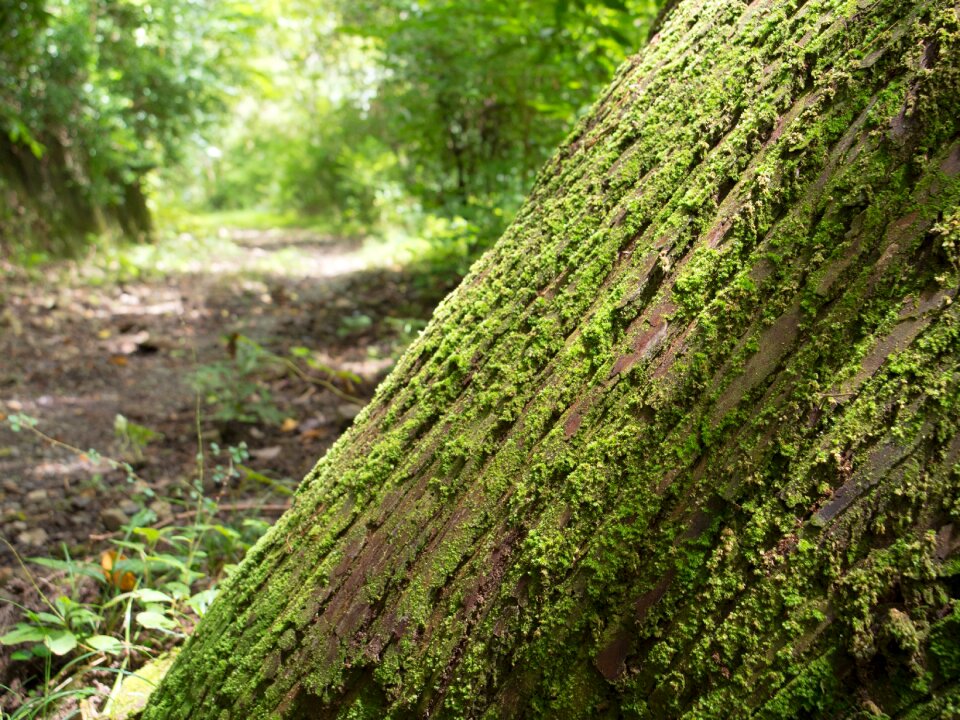Natural forest wood