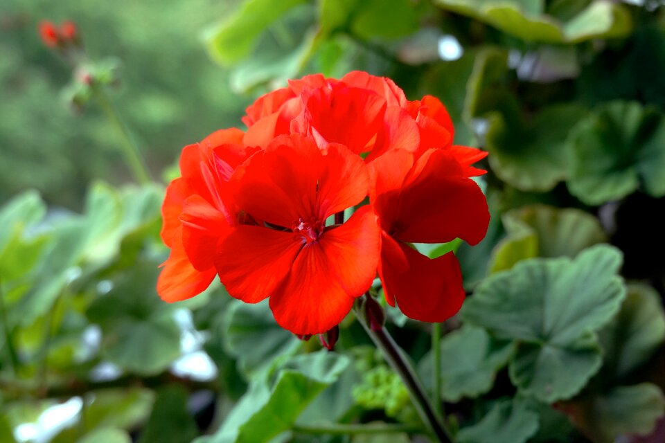 Balcony balcony plant balcony flower