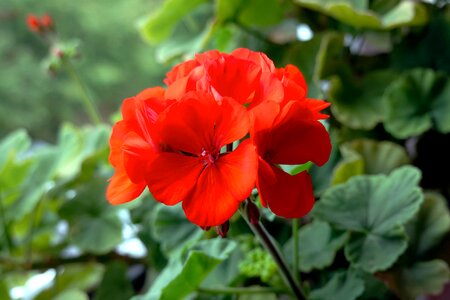 Balcony balcony plant balcony flower photo