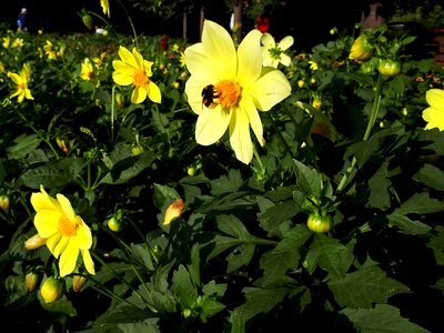 Nature pollination yellow