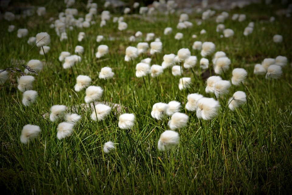 Austria alpine cotton-grass nature