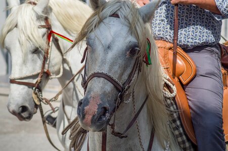Riders gardians horseback riding